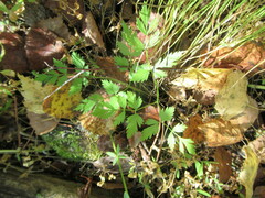 Aegopodium alpestre