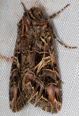 Anarta farnhami