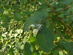 Symphoricarpos albus