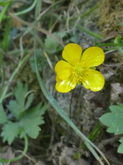 Ranunculus repens