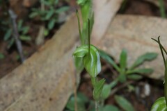 Pterostylis nana