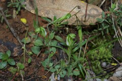Pterostylis nana