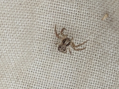 Xysticus