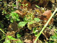 Lysimachia europaea