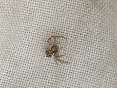 Xysticus