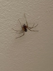 Steatoda grossa
