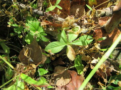 Lysimachia europaea