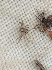 Xysticus