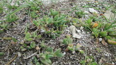 Delosperma guthriei