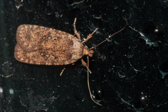 Agonopterix