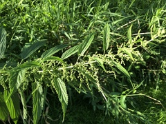 Urtica gracilis