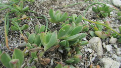 Delosperma guthriei
