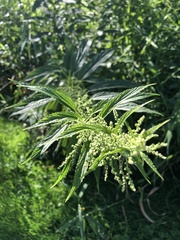 Urtica gracilis