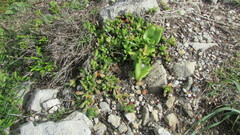 Delosperma guthriei