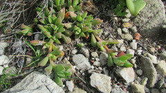 Delosperma guthriei