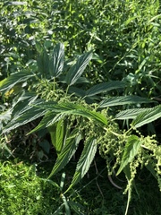 Urtica gracilis