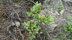 Lampranthus glomeratus