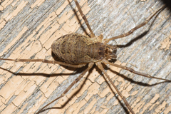 Mitopus morio