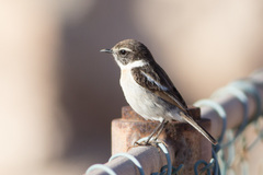 Saxicola dacotiae