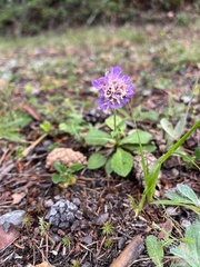 Dipsacoideae