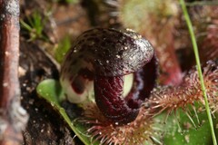 Corybas incurvus