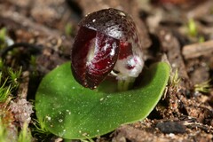 Corybas incurvus