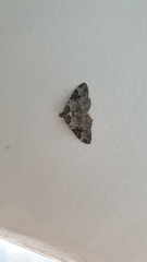 Xanthorhoe fluctuata