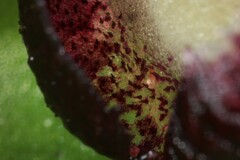 Corybas incurvus