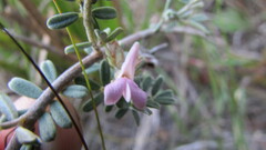 Indigofera brachystachya