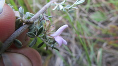 Indigofera brachystachya