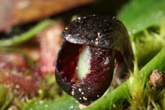 Corybas incurvus