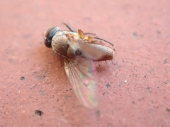 Pegomya hyoscyami group