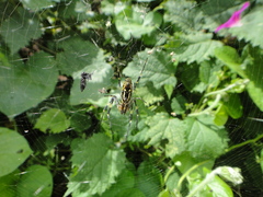Trichonephila clavata