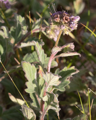 Phacelia
