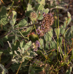 Phacelia