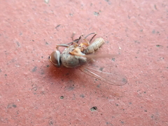 Pegomya hyoscyami group