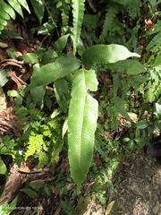 Grypothrix triphylla