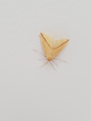 Rhodometra sacraria