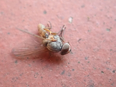 Pegomya hyoscyami group
