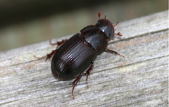 Acrossus rufipes