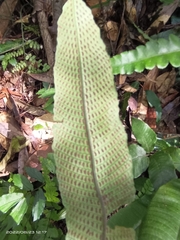 Grypothrix triphylla