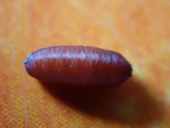 Pegomya hyoscyami group