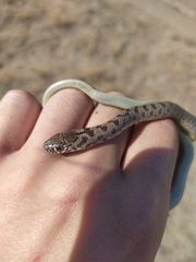 Dolichophis caspius