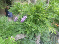 Wisteria