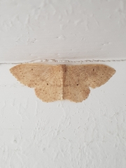 Idaea eugeniata