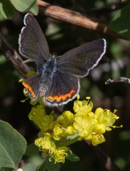 Plebejus