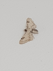 Eupithecia centaureata
