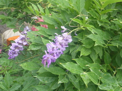 Wisteria