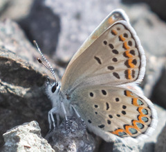 Plebejus fridayi