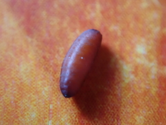Pegomya hyoscyami group